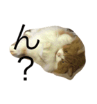 モフ猫ふわ蔵（個別スタンプ：6）