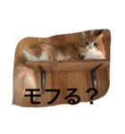 モフ猫ふわ蔵（個別スタンプ：7）