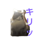 モフ猫ふわ蔵（個別スタンプ：8）