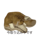 モフ猫ふわ蔵（個別スタンプ：9）