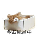 モフ猫ふわ蔵（個別スタンプ：10）
