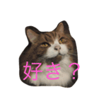 モフ猫ふわ蔵（個別スタンプ：11）