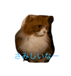 モフ猫ふわ蔵（個別スタンプ：12）