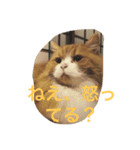 モフ猫ふわ蔵（個別スタンプ：13）