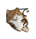 モフ猫ふわ蔵（個別スタンプ：14）