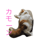 モフ猫ふわ蔵（個別スタンプ：15）