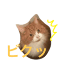 モフ猫ふわ蔵（個別スタンプ：16）