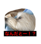 べんぺこ2（個別スタンプ：5）