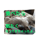 べんぺこ2（個別スタンプ：6）