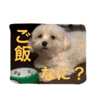 べんぺこ2（個別スタンプ：21）
