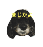 不機嫌なLOLO（個別スタンプ：8）