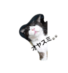 はちわれ猫 たび 1（個別スタンプ：1）