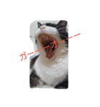 はちわれ猫 たび 1（個別スタンプ：2）