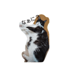 はちわれ猫 たび 1（個別スタンプ：3）