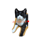 はちわれ猫 たび 1（個別スタンプ：4）