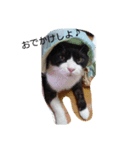 はちわれ猫 たび 1（個別スタンプ：5）