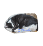 はちわれ猫 たび 1（個別スタンプ：6）