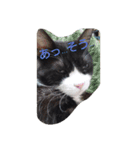 はちわれ猫 たび 1（個別スタンプ：7）