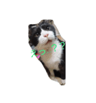 はちわれ猫 たび 1（個別スタンプ：9）
