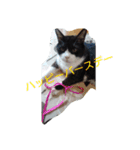 はちわれ猫 たび 1（個別スタンプ：10）