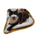 はちわれ猫 たび 1（個別スタンプ：13）