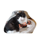 はちわれ猫 たび 1（個別スタンプ：14）