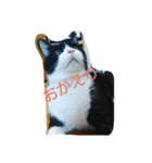 はちわれ猫 たび 1（個別スタンプ：16）