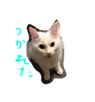mokewaneko（個別スタンプ：4）