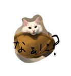 mokewaneko（個別スタンプ：5）