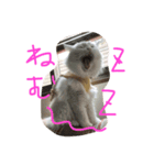 mokewaneko（個別スタンプ：7）