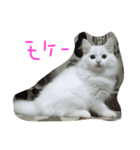 mokewaneko（個別スタンプ：8）