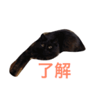 こぶとくろ（個別スタンプ：1）