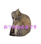 こぶとくろ（個別スタンプ：2）