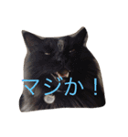 こぶとくろ（個別スタンプ：10）
