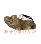 こぶとくろ（個別スタンプ：11）