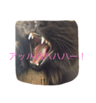 こぶとくろ（個別スタンプ：14）