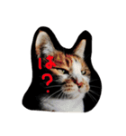 三毛猫みいこ（個別スタンプ：1）