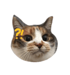 三毛猫みいこ（個別スタンプ：2）