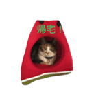 三毛猫みいこ（個別スタンプ：3）