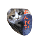 三毛猫みいこ（個別スタンプ：4）