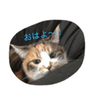 三毛猫みいこ（個別スタンプ：5）