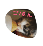 三毛猫みいこ（個別スタンプ：8）