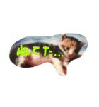三毛猫みいこ（個別スタンプ：9）