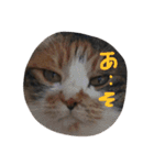 三毛猫みいこ（個別スタンプ：10）