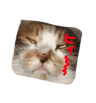 三毛猫みいこ（個別スタンプ：11）