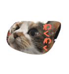 三毛猫みいこ（個別スタンプ：12）