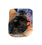 三毛猫みいこ（個別スタンプ：15）
