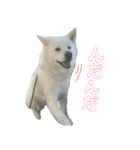 秋田犬 花子（個別スタンプ：4）