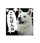 秋田犬 花子（個別スタンプ：7）