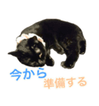 猫 まみれ（個別スタンプ：1）